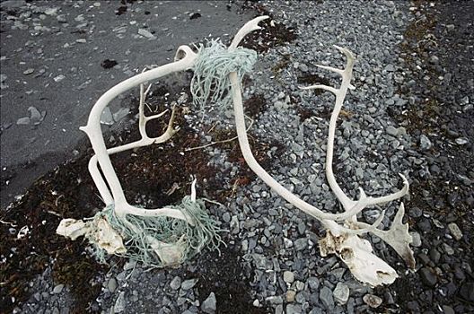 北美驯鹿,驯鹿属,一对,杀死,丢弃,渔网,巴芬岛,加拿大