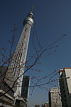 东京,天空,树