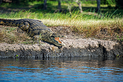 鳄鱼,乔贝国家公园,博茨瓦纳