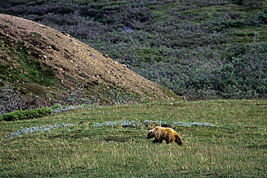 美国,阿拉斯加,德纳里峰国家公园,大灰熊,母熊