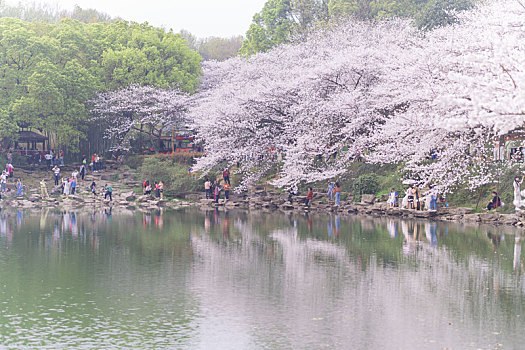 湖南省森林植物园樱花盛开的季节