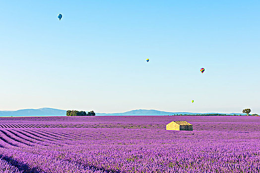 瓦伦索,普罗旺斯,法国,日出,薰衣草,地点,热气球,背景