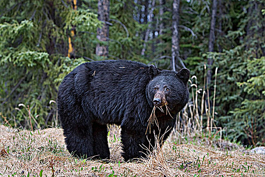 美洲黑熊,碧玉国家公园,艾伯塔省,加拿大