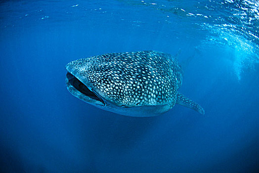 鲸鲨,宁哥路珊瑚礁,澳大利亚
