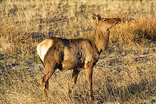 麋鹿,北美马鹿,鹿属,雌性,母牛,晨光,育空地区,加拿大