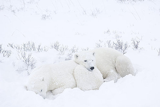 幼兽,北极熊,睡觉,雪中,丘吉尔市,曼尼托巴,加拿大