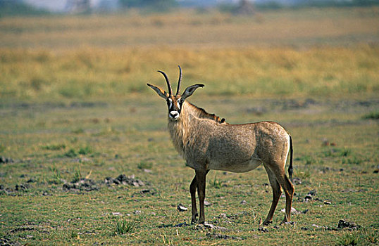 羚羊,成年,站立,草地,乔贝国家公园,博茨瓦纳,非洲