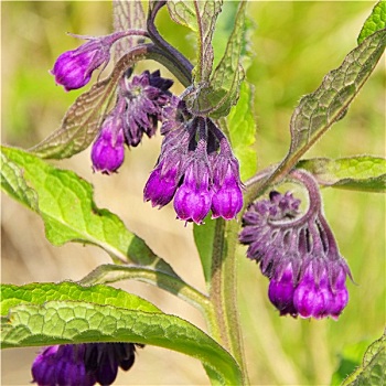 紫草科植物