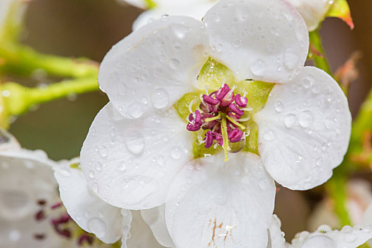 雨后梨花特写