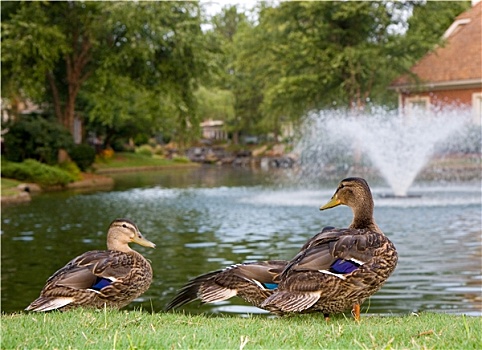 鸭子,湖,喷泉