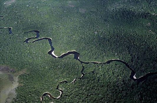 河,雨林,委内瑞拉,南美