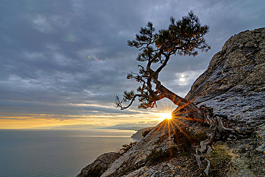 树,石头,黑海,乡村,区域,克里米亚,乌克兰