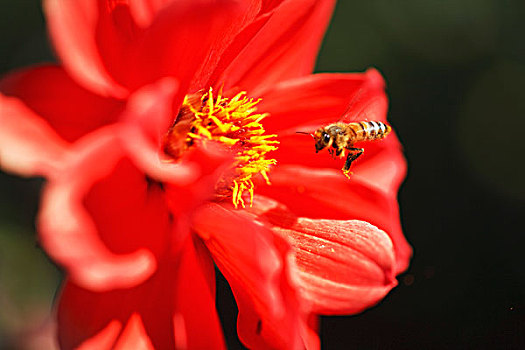俄勒冈,美国,蜜蜂,飞,大丽花,花,威拉梅特谷
