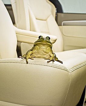 青蛙,坐