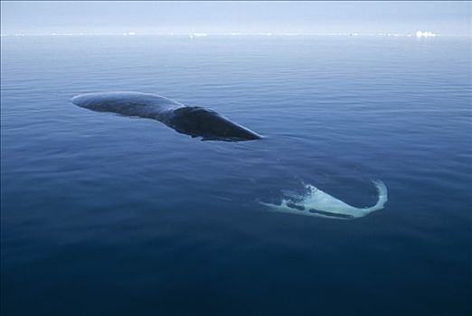 弓头鲸,休息,水边,表面,加拿大