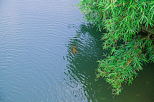 竹叶水面金鱼