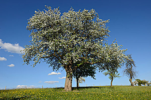 盛开,苹果树,普拉蒂纳特,巴伐利亚,德国