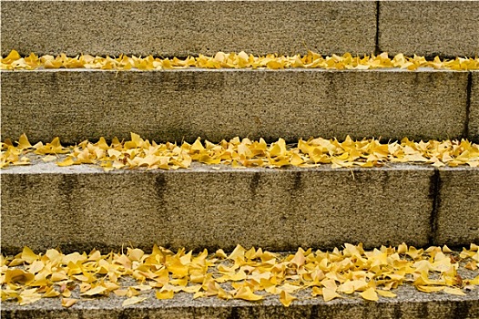 黄色,银杏,叶子,楼梯,秋天