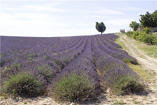 薰衣草种植区,区域,普罗旺斯,法国南部