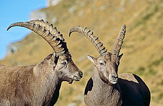 阿尔卑斯野山羊,羱羊,秋天,头像,两个,伯恩高地,瑞士