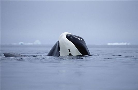 弓头鲸,幼小,晒太阳,巴芬岛,加拿大