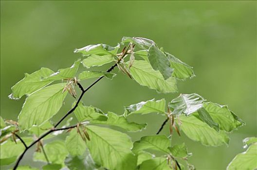 山毛榉,叶子,北莱茵威斯特伐利亚,德国