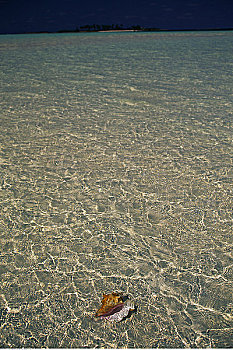 海螺壳,水中,靠近,海滩,巴哈马