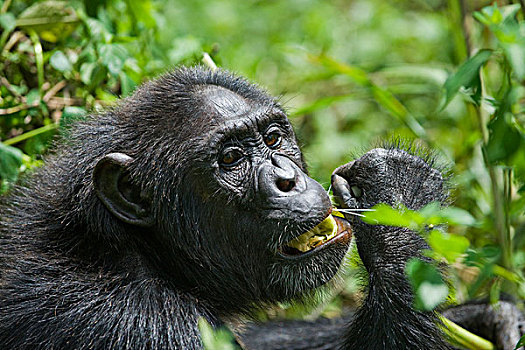 黑猩猩,类人猿,女性,吃,西部,乌干达