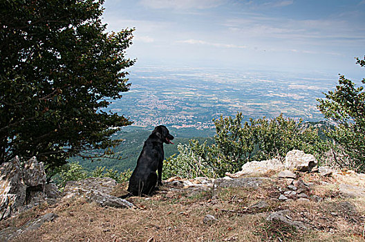 黑色拉布拉多犬,风景,顶端,山
