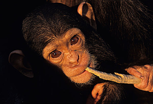 黑猩猩,年轻,长牙,棍,孤儿院,赞比亚,非洲