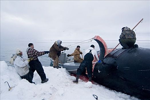 生存,屠夫,弓头鲸,浮冰,春天,捕鲸,季节,楚科奇海,靠近,手推车,北极,阿拉斯加