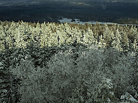 冬日树林,哈尔茨山,下萨克森,德国