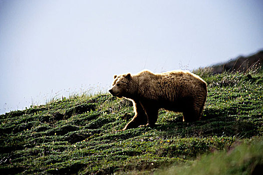 美国,阿拉斯加,德纳里峰国家公园,大灰熊