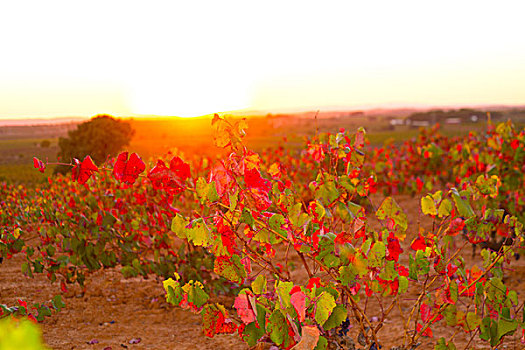 秋天,金色,红色,葡萄园,日落,西班牙