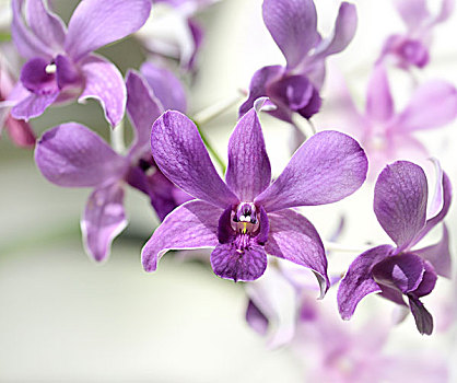 紫色,花