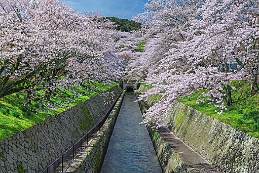 樱桃树,琵琶湖,运河