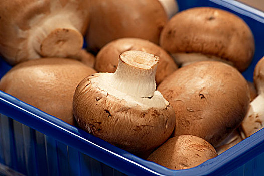 褐蘑菇,塑料盒