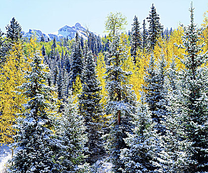 美国,科罗拉多,积雪,树,落基山脉