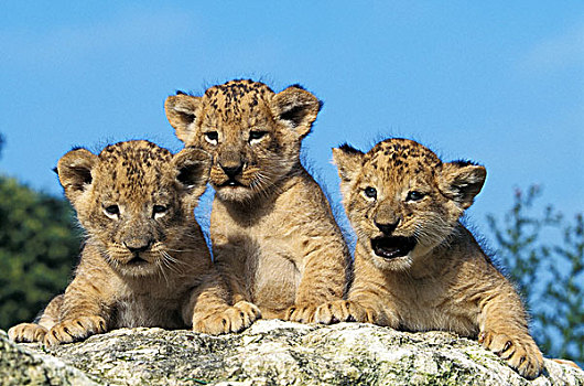 非洲狮,狮子,幼兽,站立,石头