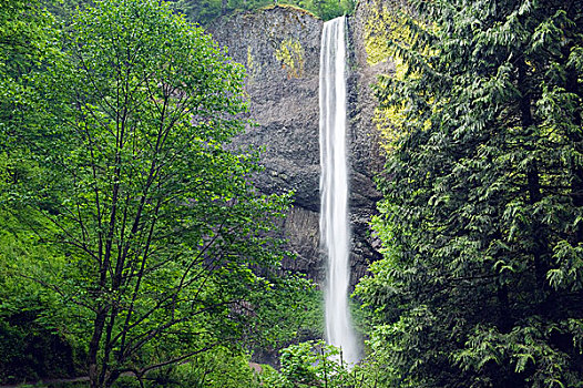 拉图来尔瀑布,温带雨林,哥伦比亚河峡谷,俄勒冈