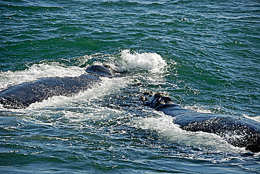 南露脊鲸,鲸跃,海洋,南非