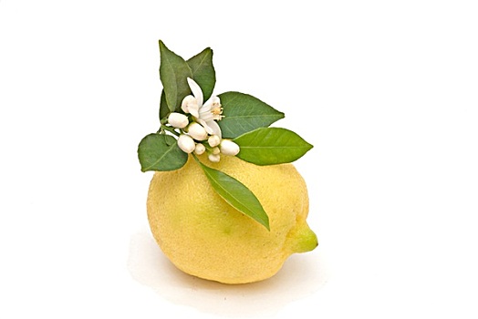 柠檬,花,隔绝,白色背景,背景