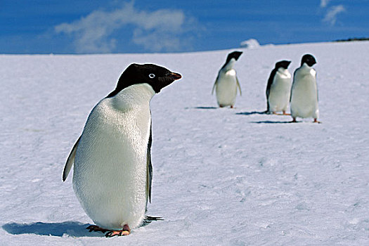 阿德利企鹅,企鹅,雪,南极