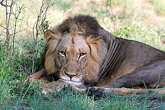 狮子,成年,休息,游戏,克鲁格国家公园,南非,非洲