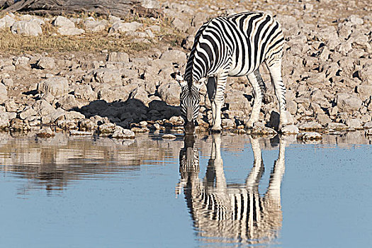 白氏斑马,斑马,喝,水坑,反射,水,埃托沙国家公园,纳米比亚,非洲