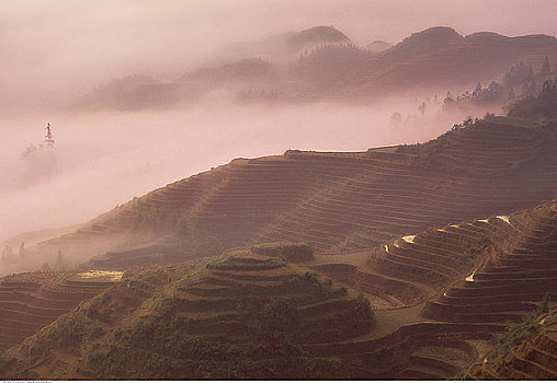 俯视,阶梯状,稻田,雾,龙胜,广西,中国