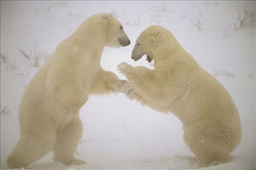 北极熊,两个男人,打斗,丘吉尔市,曼尼托巴,加拿大
