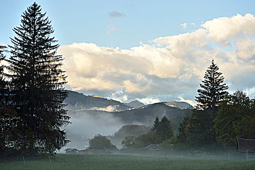 风景,雾状,早晨,秋天,奥地利