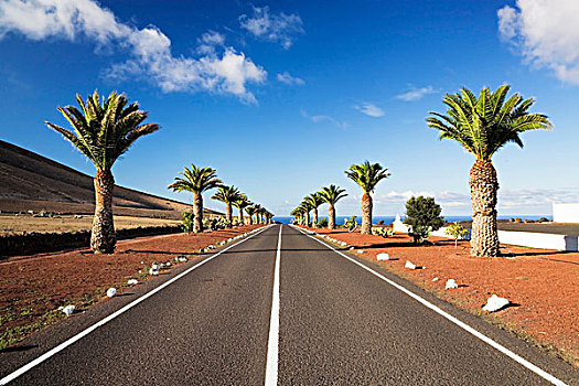 棕榈树,街道,靠近,兰索罗特岛,加纳利群岛,西班牙,欧洲