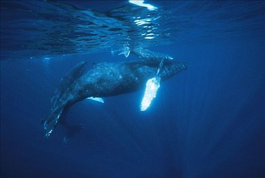 驼背鲸,大翅鲸属,鲸鱼,幼兽,幼小,父母